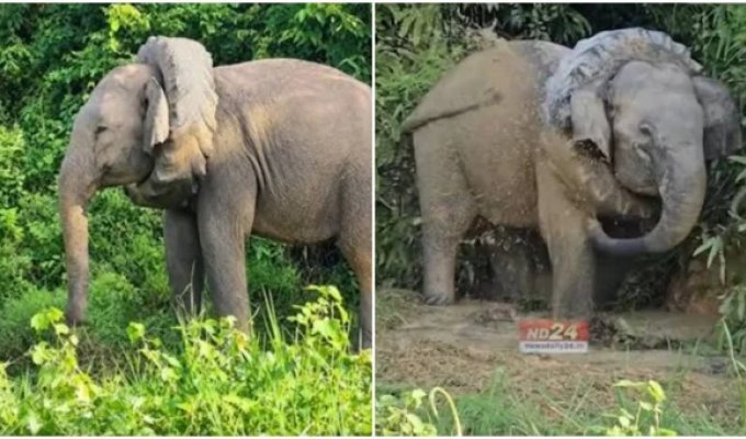 Wild Elephant Rescued in India After Getting Tractor Tire Stuck Around Its Neck (2 Photos + 1 Video)