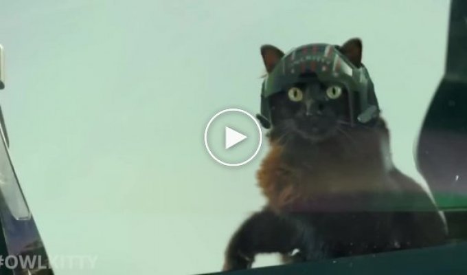 Якби у продовженні фільму Top Gun знявся кіт