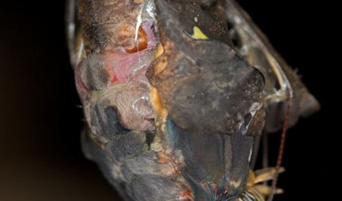  Рождение бабочки (11 фотографий)
