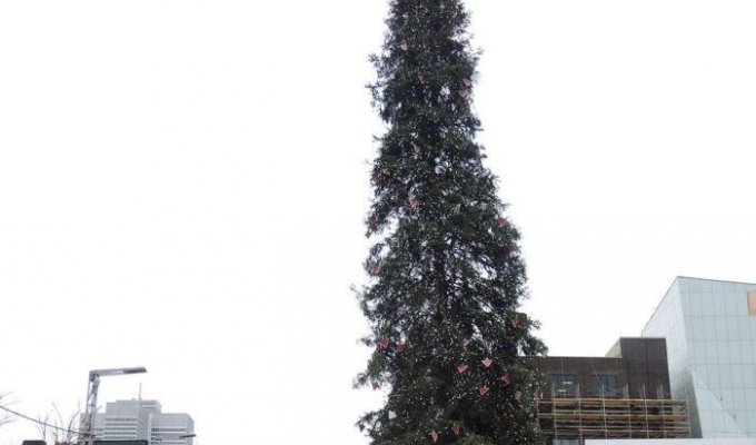 Вместо самой высокой елки в Монреале установили самую уродливую елку (5 фото)
