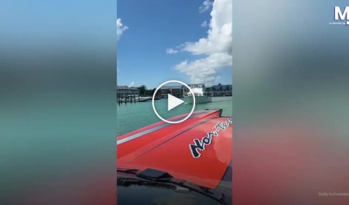 Бесплатный круиз: пеликаны катаются на лодке