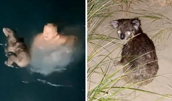 Австралийский рыболов спас тонущую коалу (3 фото)