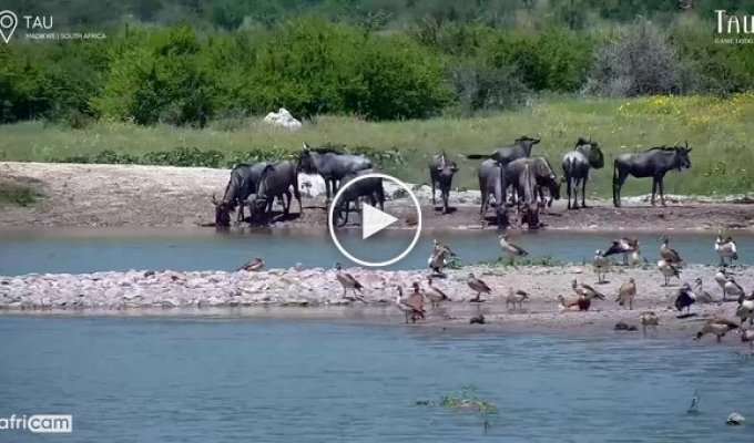 Gnu antelope almost became prey to a crocodile