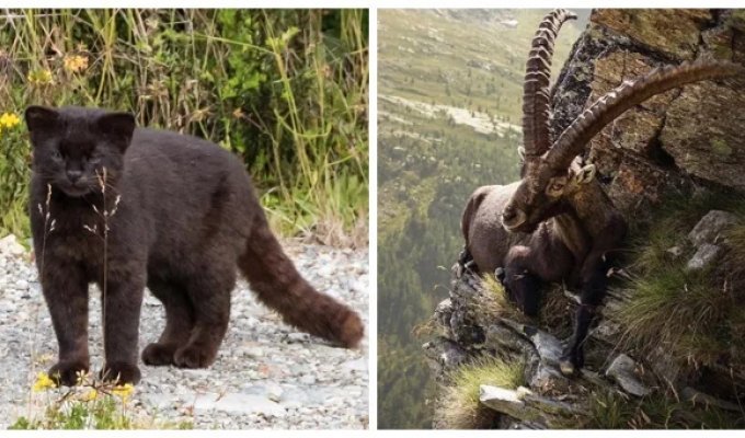 25 фотографий, после просмотра которых захочется купить палатку и уехать в лес (26 фото)