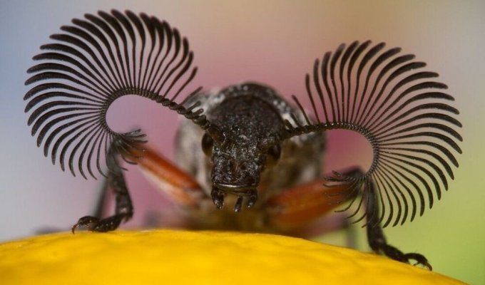 Extremely powerful radars on the head of a beetle. What information does this insect collect? (4 photos)