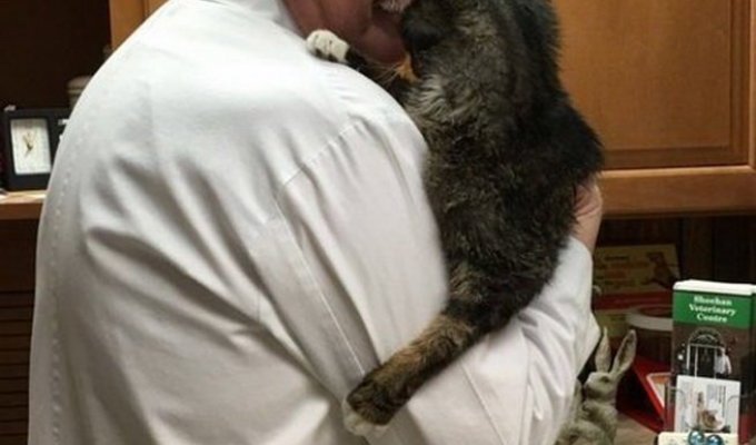A fifteen-year-old skinny cat from a shelter found the owners he had been waiting for all his life (10 photos)