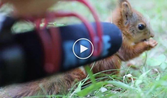 What Sounds Does a Baby Squirrel Make While Eating