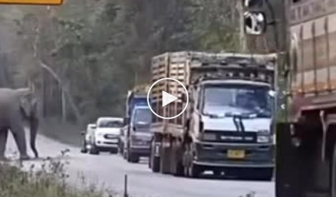 Слон останавливает и грабит грузовики с сахарным тростником
