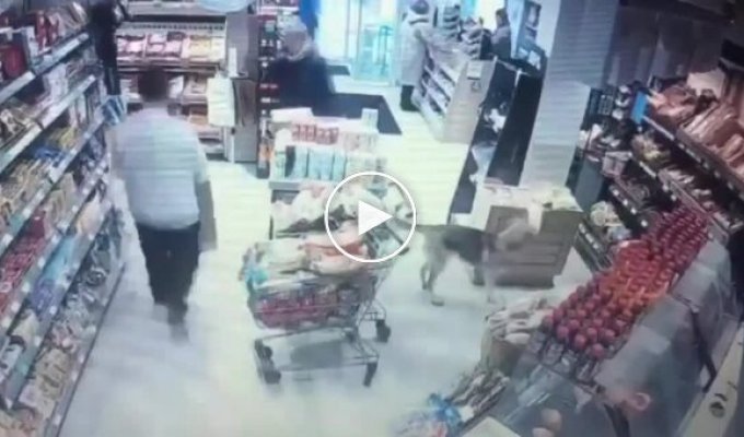A smart dog stole lavash from a store
