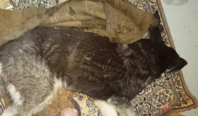 В Самаре собаку для слепых избили и бросили умирать в мусор (5 фото)