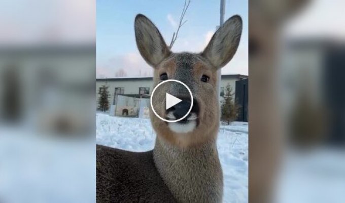 Сибирская косуля резко меняет внешний вид в зависимости от сезона