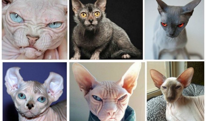 Naked and scary cats (30 photos)
