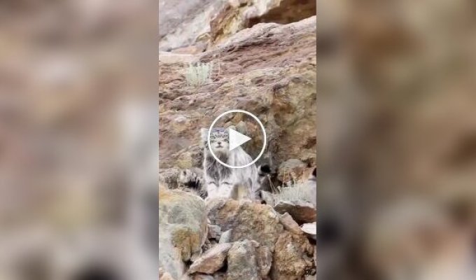 Manul mom lowers her cub down a mountainside