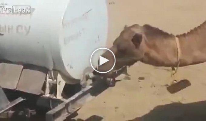 Находчивый верблюд нашёл способ утолить жажду