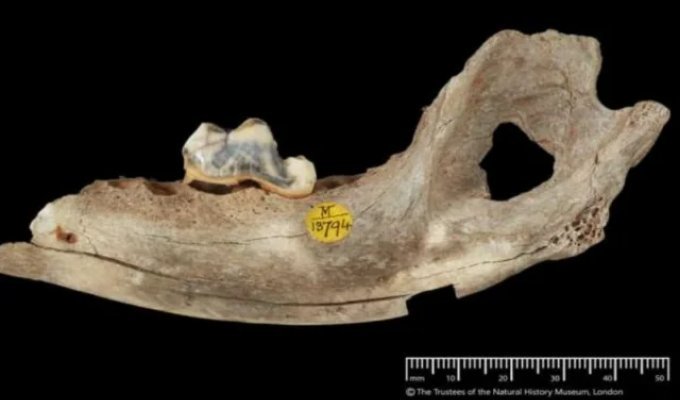 Учёные выяснили, когда началась дружба человека и собаки