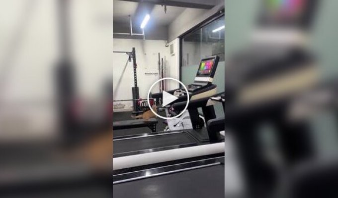 A cat masters a treadmill