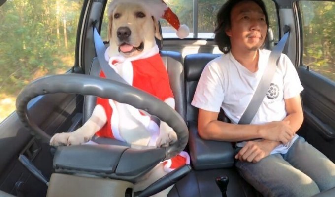The cute travels of a Thai man in the company of his dogs have gone viral online (1 photo + 6 videos)