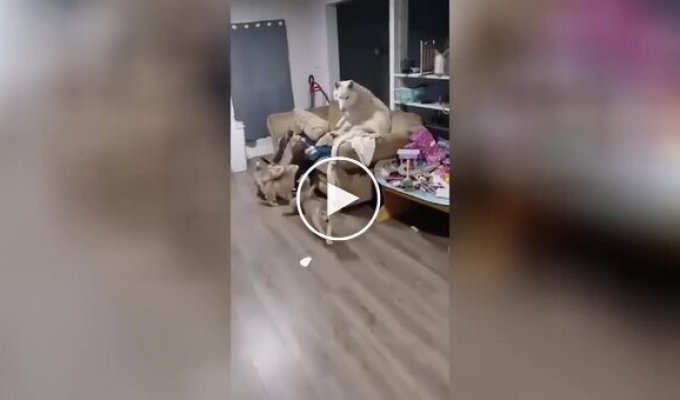 The dog tried to escape from the puppies
