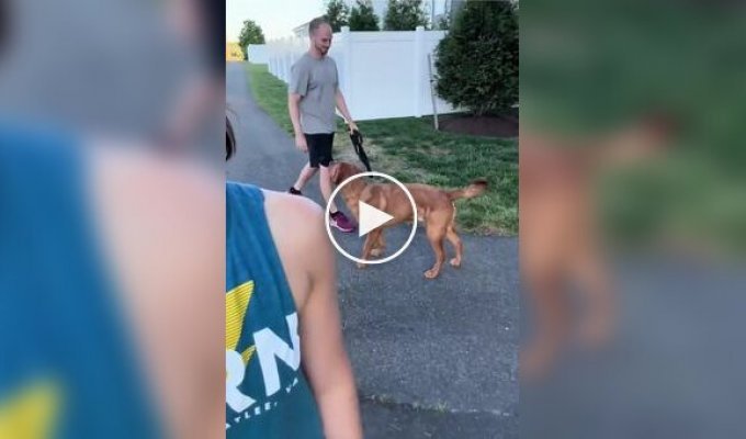Dog faced a difficult choice
