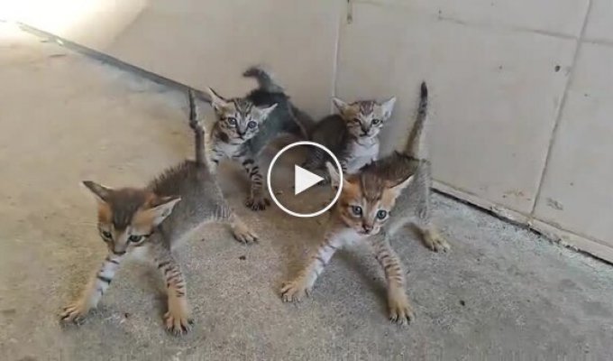 Four kittens versus their future owner