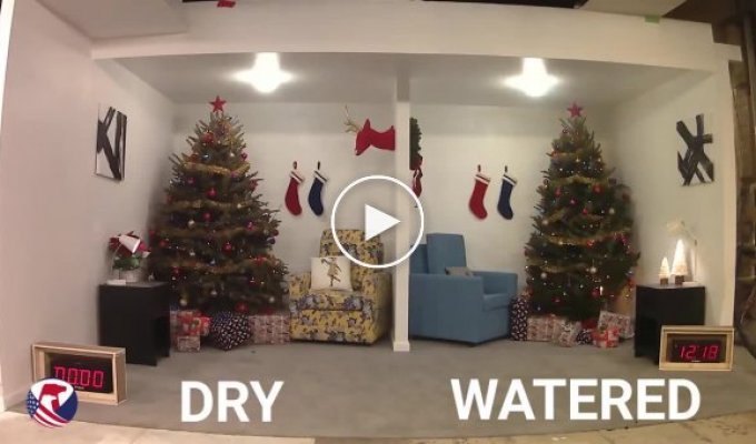 Вот почему важно поливать новогоднюю елку