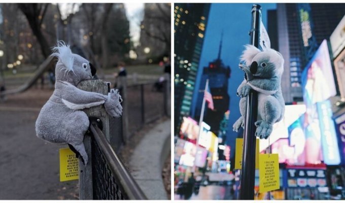 Нью-Йорк заполонили плюшевые коалы (23 фото)