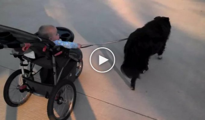 Собака везет детскую коляску