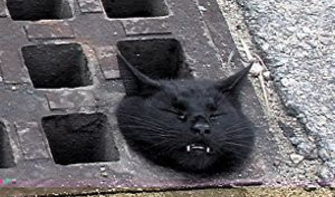  А вот этот бедняга кот застрял в Бристоле. Пожарники все-таки смогли его извлечь живым и почти невредимым.