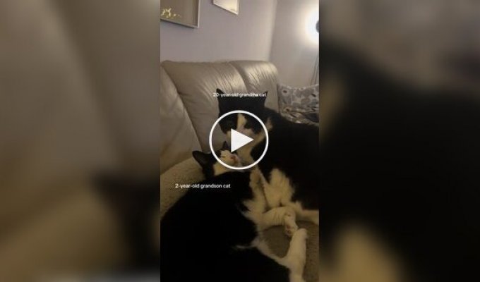 Пушистая бабушка ухаживает за внуком