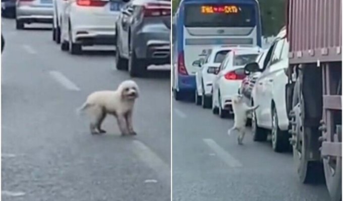 В Китае хозяин выбросил собаку из машины на оживлённой дороге (4 фото + 1 видео)