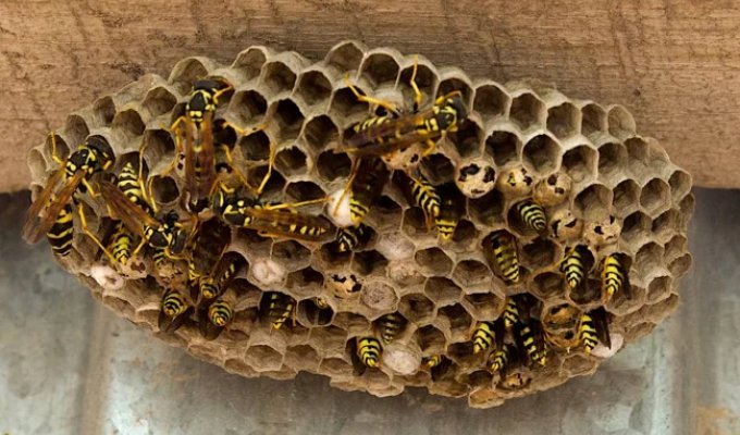 Оси: 5 лякаючих видів. Від маніяка-м'ясника до паразита в інжирі (14 фото)