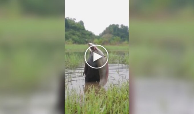 Перекус прожорливого баклана