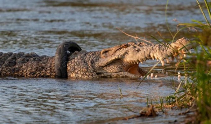 Хто зніме шину з дикого крокодила – веселі конкурси в Індонезії (5 фото)