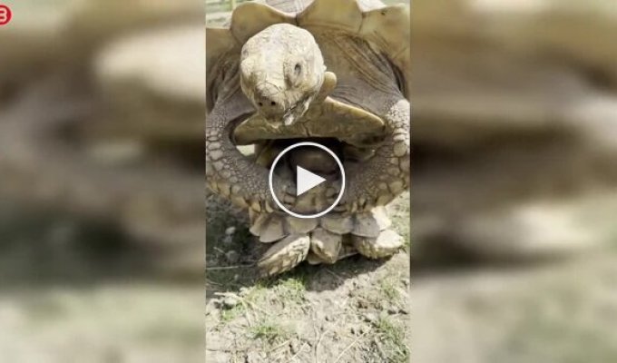 В зоопарке смотритель вмешался в «личный момент» черепах