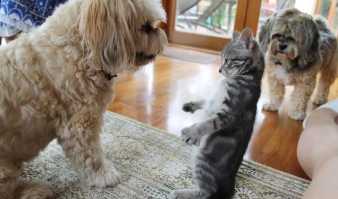 Прикольные картинки. Выпуск 3969 (87 фото)