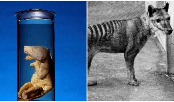 Scientists can revive an extinct wolf (5 photos)