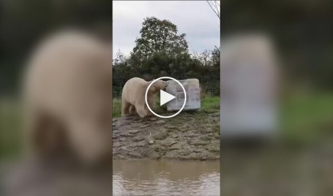 Ice cream for a polar bear