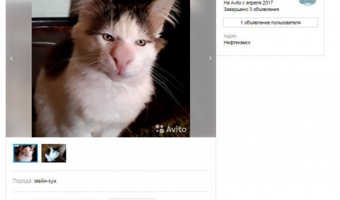 На Avito продавали отфотошопленного кота под видом «редкого трансильванского мейн-куна» (2 фото)