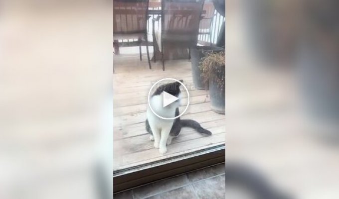 Кот Адольф