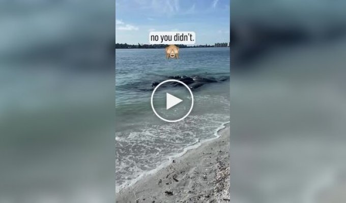Посетителей пляжа попросили не отвлекать ламантинов от секса