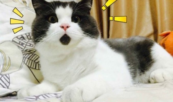 Самые популярные коты интернета (14 фото)
