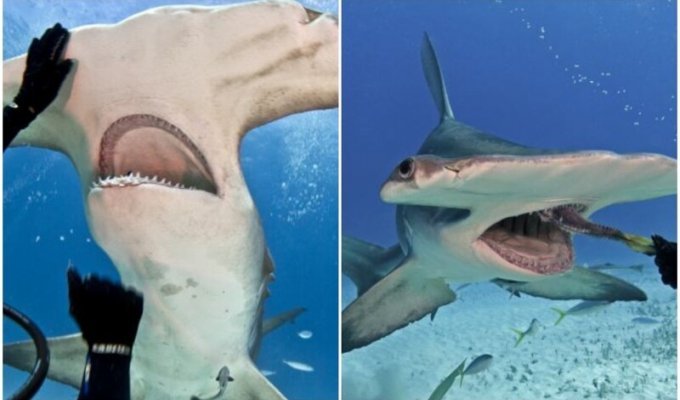 Бесстрашный дайвер кормит из рук акулу-молота (8 фото)