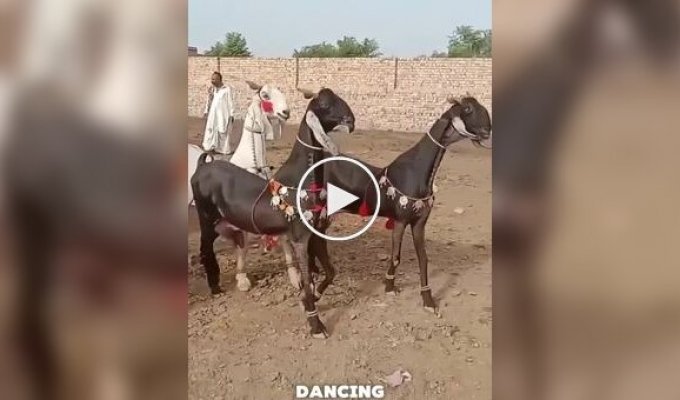 Dancing goats