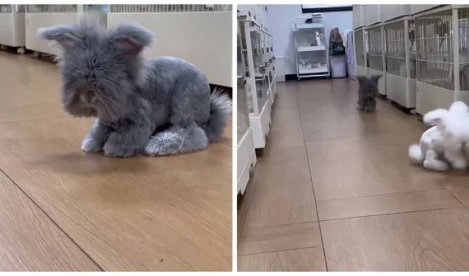 Adorable Angora Rabbits (2 Photos + 2 Videos)