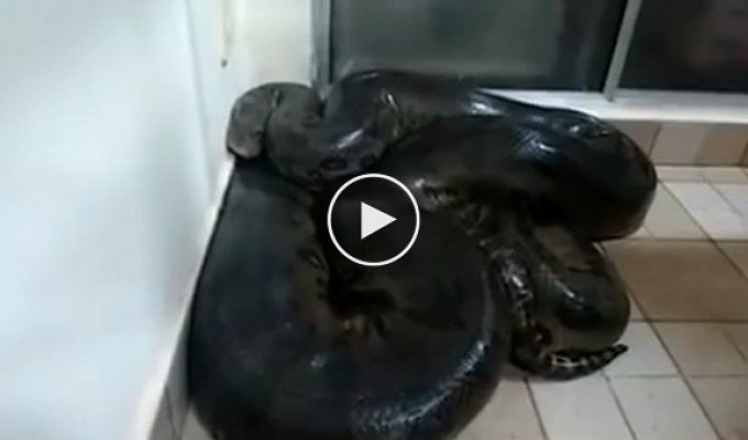 Бразилец чуть не лишился жизни решив потрогать анаконду которая заползла в его дом