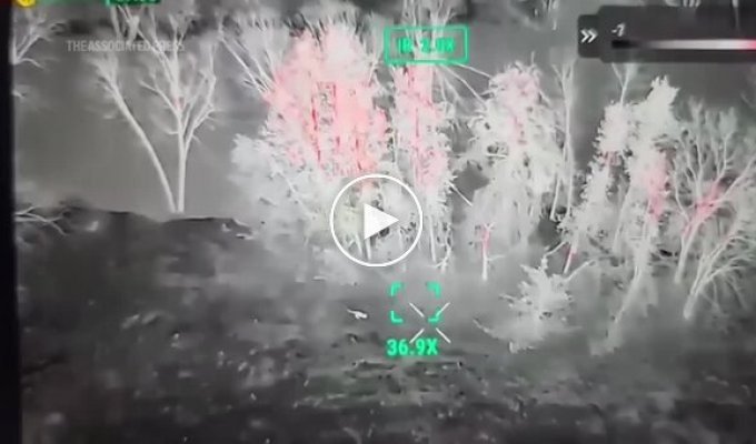 Кенгуру перепрыгнул через высокий забор и удрал из контактного зоопарка