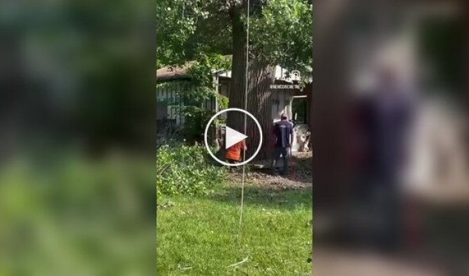 Как не следует рубить огромное дерево во дворе