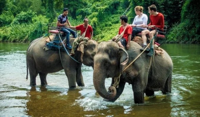 На слонах больше не покатаешься – лавочку прикрыли (6 фото)