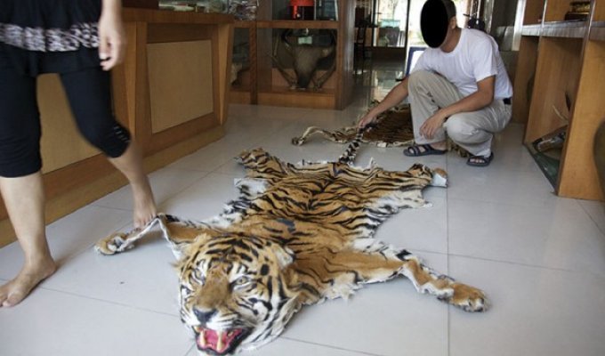 Незаконная торговля тиграми в Бирме (12 фото)