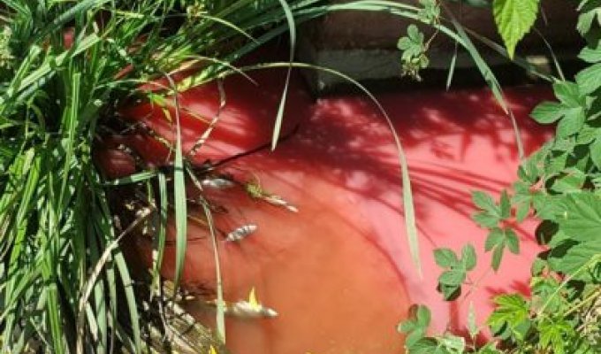 “Кровавая” река с мертвой рыбой: появилось видео экологической катастрофы под Киевом